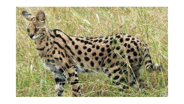 双鱼座偏爱的宠物北京犬品相,速发云资源网