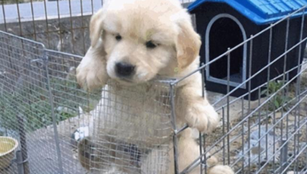 编程工具的能源行业软件开发工具与需求,速发云资源网