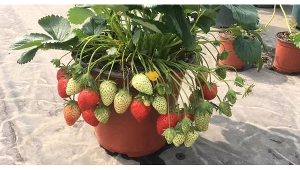 阳台种草莓风水好吗,速发云资源网