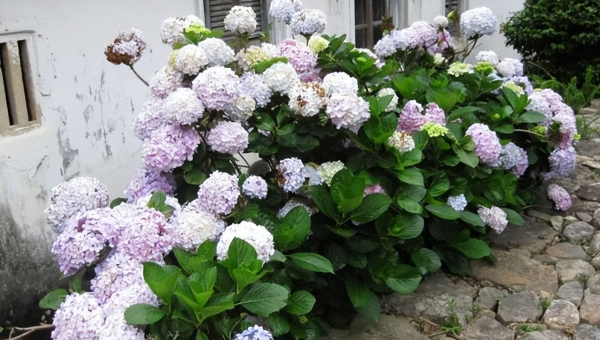 院子里种绣球花风水好吗,速发云资源网