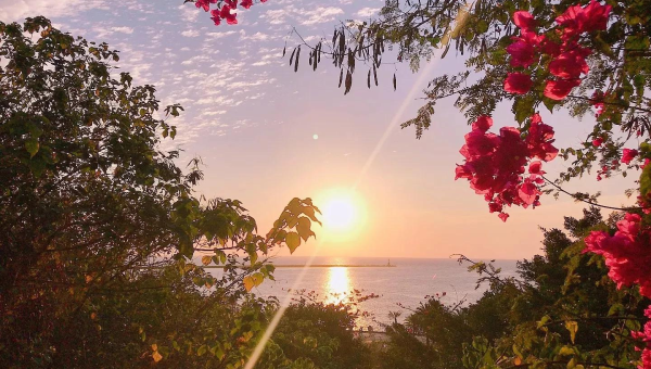 院子里种樱花树风水好吗,速发云资源网