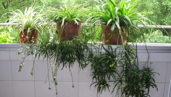 阳台养吊兰风水好吗,速发云资源网