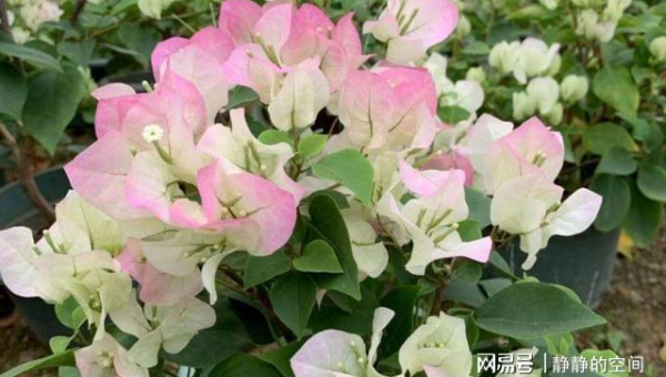 阳台种植芙蓉花的北方风水分析,速发云资源网