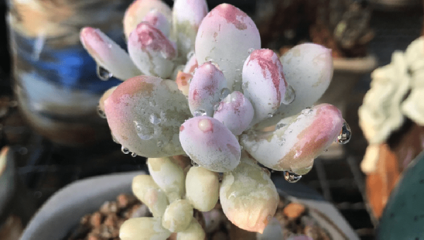 阳台种仙人掌风水好不好,速发云资源网