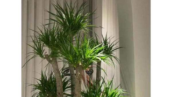 家门口种龙血树风水好吗,速发云资源网