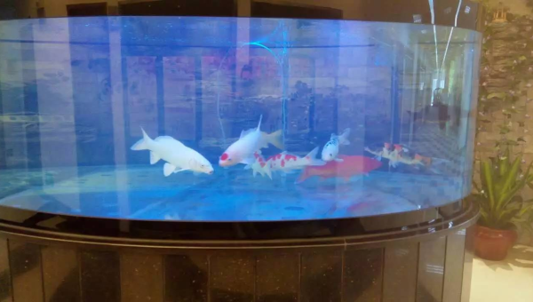 办公室放个鱼缸养斗鱼风水如何,速发云资源网