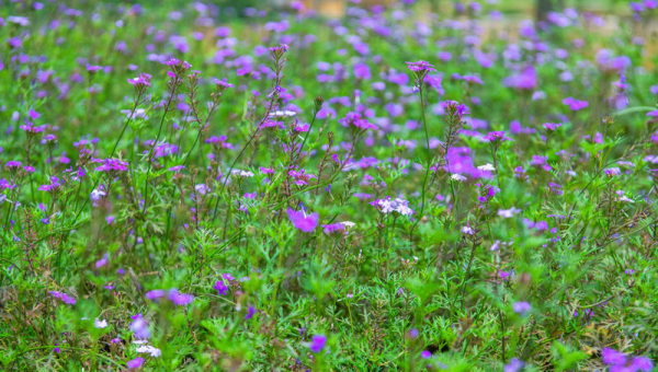 linux命令去除重复的值,速发云资源网