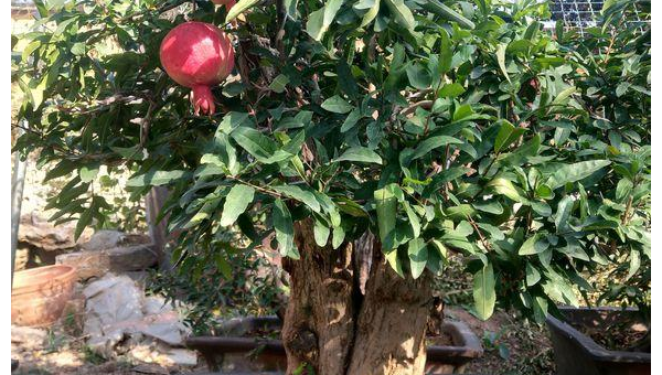 家门口种石榴树风水好吗,速发云资源网