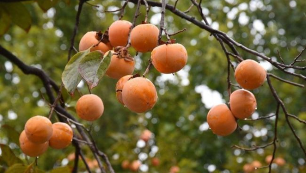 院子里种植柿树的风水好处,速发云资源网