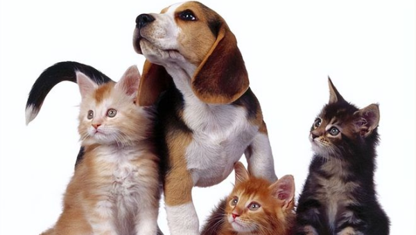 院子里养猫的风水讲究,速发云资源网