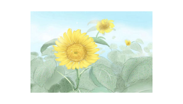 阳台种植石榴花的北方风水探讨,速发云资源网