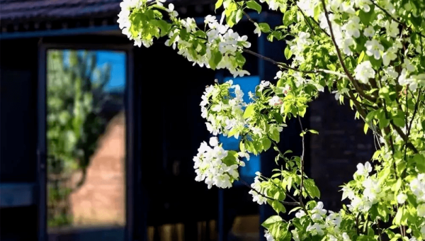 院子里搭个竹棚种南瓜风水好吗,速发云资源网