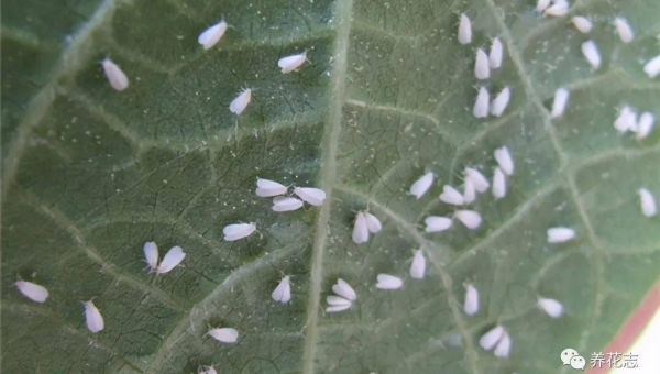 Python 异常处理面试题解答技巧,速发云资源网