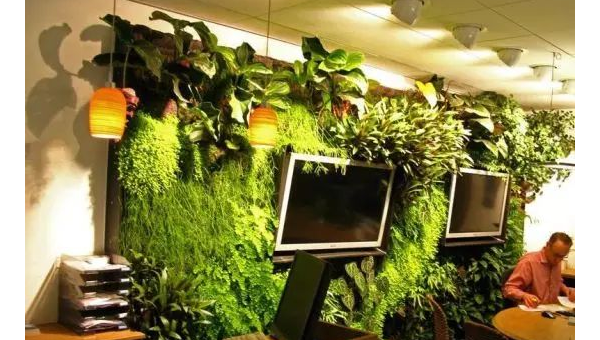 办公室放个绿植加湿器风水如何,速发云资源网