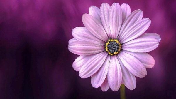 住宅东北方有个池塘且种满荷花风水好不好