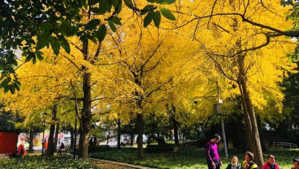 家门口种银杏树风水好吗,速发云资源网