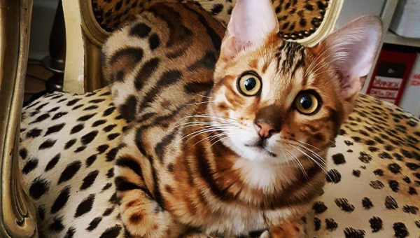 白羊座钟情的宠物豹猫品种,速发云资源网