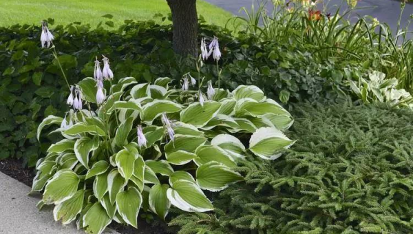 院子里种龙爪槐风水怎么样,速发云资源网