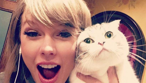 梦到自己的宠物猫变成了优雅的天鹅,速发云资源网