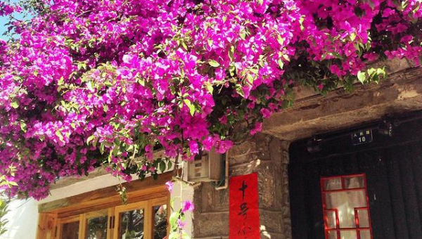 院子里建花池种三角梅风水好吗,速发云资源网