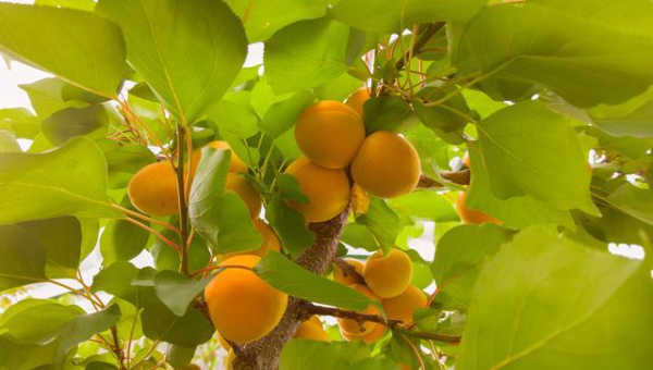 院子里种植杏树的风水好处,速发云资源网