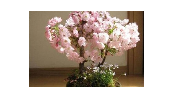 阳台种植樱花的北方风水探讨,速发云资源网