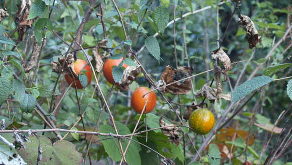 家门口种枣树风水好吗,速发云资源网