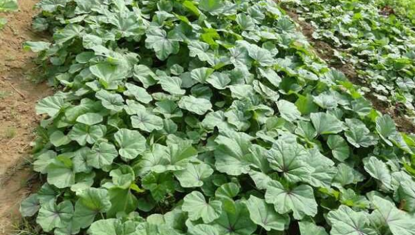 十大春季养生蔬菜的营养价值,速发云资源网