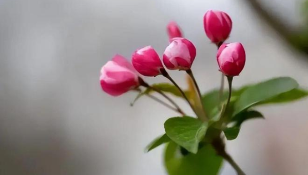 阳台种植海棠花的北方风水探讨,速发云资源网