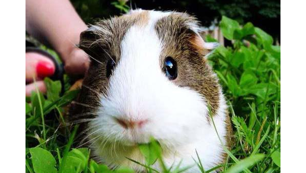 天秤座适合的宠物豚鼠品种,速发云资源网