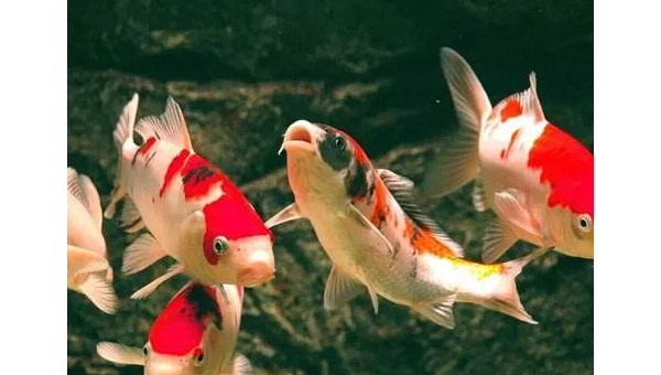 院子里养金鱼的风水讲究,速发云资源网
