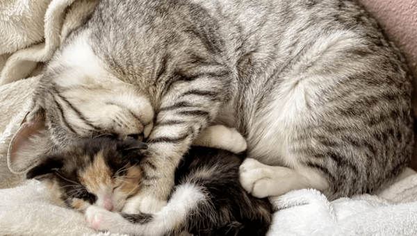 如何在 Linux 下使用 cURL 发送带认证的 HTTP 请求,速发云资源网