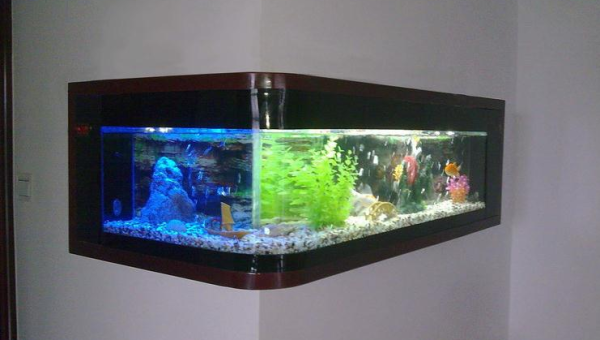 家里摆鱼缸风水好吗