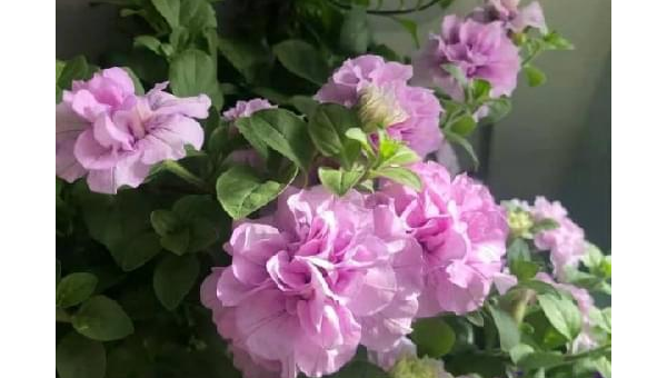 阳台种植牡丹花的北方风水探讨,速发云资源网