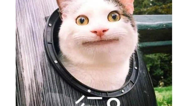 摩羯座心仪的宠物松狮犬性格,速发云资源网