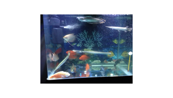 办公室放鱼缸养锦鲤风水好吗,速发云资源网