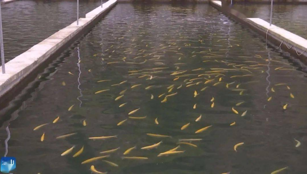 Ant 构建跨平台项目的方法,速发云资源网