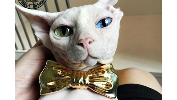 狮子座最适合养什么宠物猫？,速发云资源网