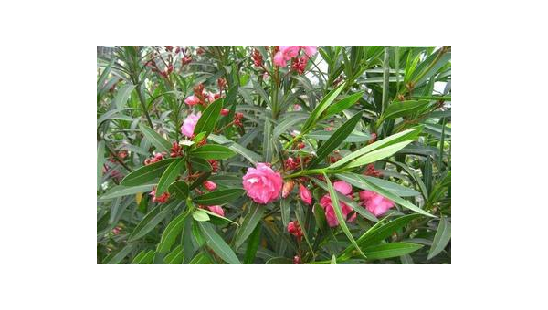 大门口种夹竹桃风水好吗,速发云资源网