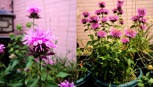 阳台种植木槿花的北方风水分析,速发云资源网