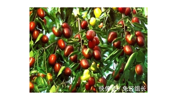 院子里养兔子的风水讲究,速发云资源网