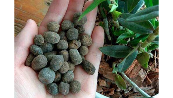 院子里养鹦鹉的风水讲究,速发云资源网