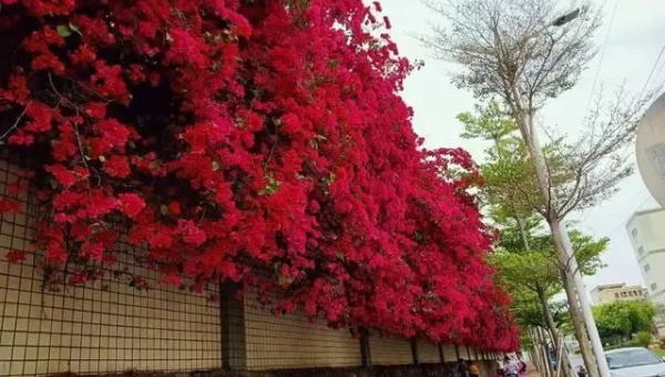 阳台种植紫荆花的北方风水探讨,速发云资源网