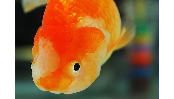 梦到自己的宠物鱼变成了闪耀的金鱼,速发云资源网