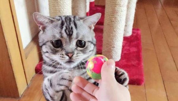 GDB 调试 Rust 借用检查:通过 LLDB 查看所有权转移轨迹