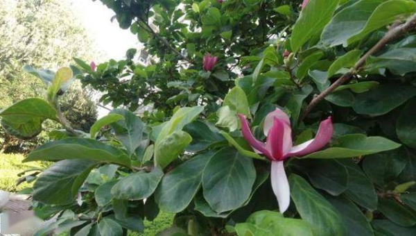 家门口种广玉兰树风水怎么样,速发云资源网