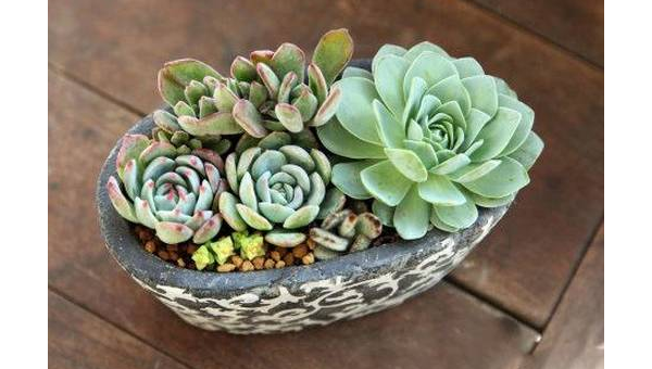 阳台种多肉植物风水好吗,速发云资源网