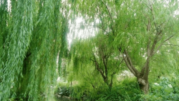 院子里种植柳树的风水好处,速发云资源网