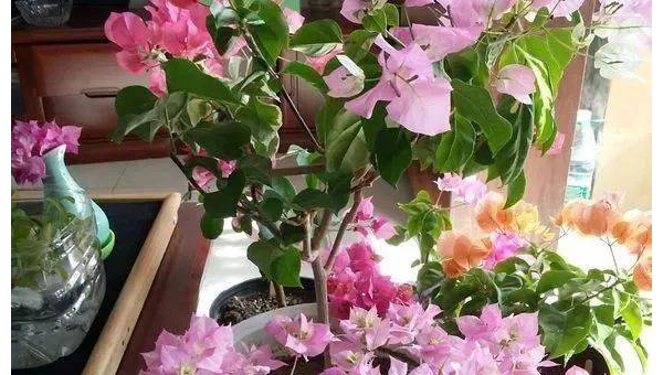 阳台种植杜鹃花的北方风水探讨,速发云资源网