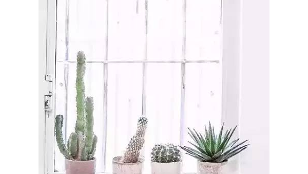 卧室窗台摆仙人球风水好吗,速发云资源网